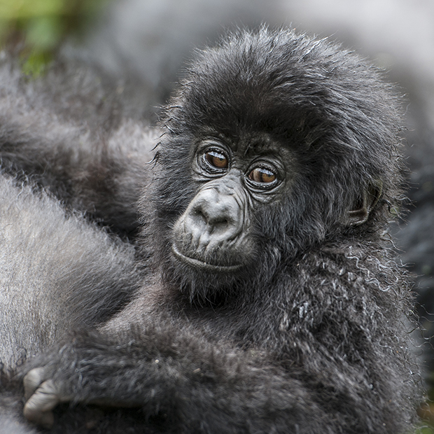 How to shoot stunning wildlife shots (part two)
